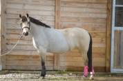 Ponette Welsh 