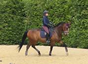 Hongre SF PP 13 ANS LOISIRS & CONCOURS CLUB,  Ech. Poss
