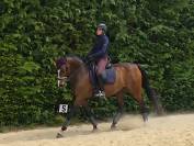 Hongre SF PP 13 ANS LOISIRS & CONCOURS CLUB,  Ech. Poss