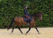 Hongre SF PP 13 ANS LOISIRS & CONCOURS CLUB,  Ech. Poss