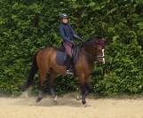 Hongre SF PP 13 ANS LOISIRS & CONCOURS CLUB,  Ech. Poss
