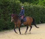 Hongre SF PP 13 ANS LOISIRS & CONCOURS CLUB,  Ech. Poss