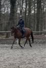 Hongre 4 ans &agrave; vendre 