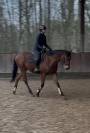 Hongre 4 ans &agrave; vendre 