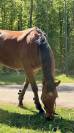 Hongre 4 ans &agrave; vendre 