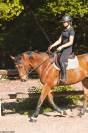 Hongre 4 ans &agrave; vendre 
