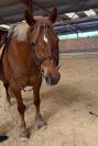 Ponette crois&eacute;e haflinger