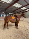 Ponette crois&eacute;e haflinger