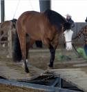 Quarter Horse 5 ans
