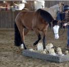 Quarter Horse 5 ans