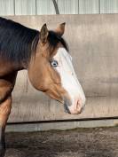 Quarter Horse 5 ans