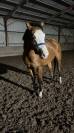 Quarter Horse 5 ans