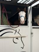 Quarter Horse 5 ans