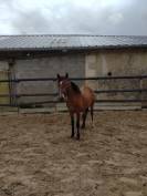 Cavalla PFS Pony Francese da Sella In vendita 2023 Baio ,  Virago d'Arquetan