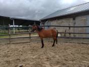 Cavalla PFS Pony Francese da Sella In vendita 2023 Baio ,  Virago d'Arquetan