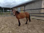 Cavalla PFS Pony Francese da Sella In vendita 2023 Baio ,  Virago d'Arquetan
