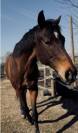 Cavallo purosangue inglese molto bravo Torino