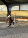 Cavallo purosangue inglese molto bravo Torino