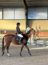 Cavallo purosangue inglese molto bravo Torino