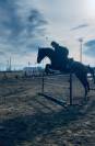 Cavallo purosangue inglese molto bravo Torino