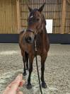 Jument SF 13 ans &ndash; Ma&icirc;tre d'&eacute;cole Dressage & TAP