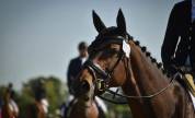 Jument SF 13 ans &ndash; Ma&icirc;tre d'&eacute;cole Dressage & TAP