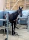 Jument SF 13 ans &ndash; Ma&icirc;tre d'&eacute;cole Dressage & TAP