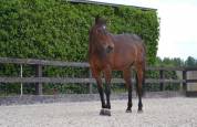 Jument SF 13 ans &ndash; Ma&icirc;tre d'&eacute;cole Dressage & TAP