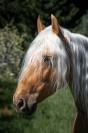 PR&Eacute; pp Palomino 