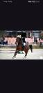 Jument CSO