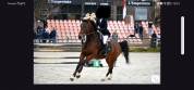 Jument CSO