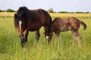 Pouliche shire pleins papiers noire