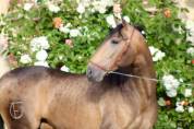 Cheval Pure Race Espagnol, Dressage/Spectacle/Loisir