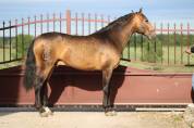 Cheval Pure Race Espagnol, Dressage/Spectacle/Loisir