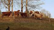 Pension pour cheval en retraite