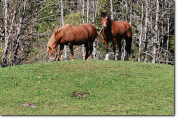 Pension pour cheval en retraite