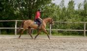 Jument Selle Fran&ccedil;ais de 13 ans