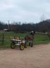 sulky - voiture de promenade pour &acirc;ne ou poney