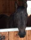 Hongre noir SF 4 ans 