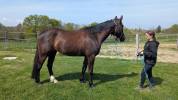 Hongre noir SF 4 ans 