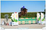 A vendre jument de 9 ans par manhattan de semilly 