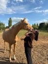 Demi pension - Jument 8 ans  Isphaeren