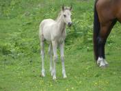 Poulain 