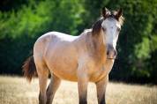 Poulain