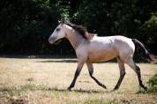 Poulain