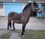 Ponette 6 ans crois&eacute;e welsh