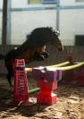 Ponette 6 ans crois&eacute;e welsh