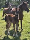 Vente de foal poney