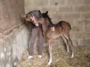 Vente de foal poney