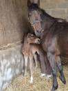 Vente de foal poney